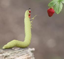 Hungryworm